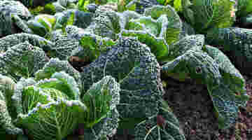 Seasonal Garden Guide: WINTER