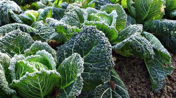 Seasonal Garden Guide: WINTER